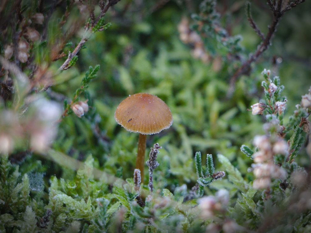 Morgenstimmung in der Westruper Heide