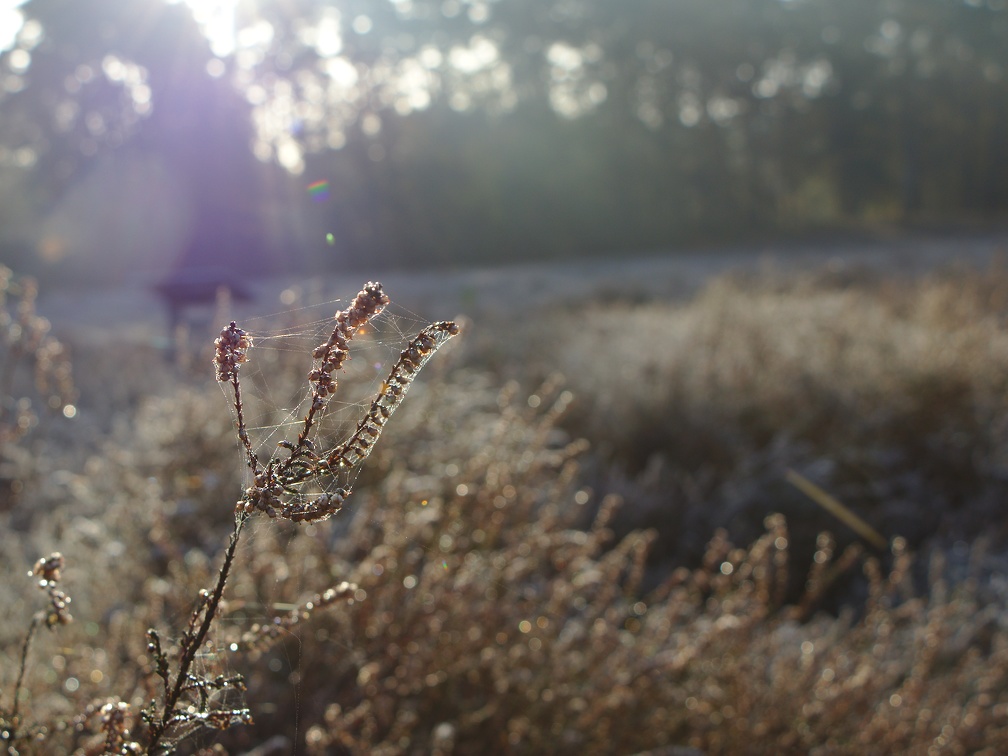 Morgenstimmung in der Westruper Heide